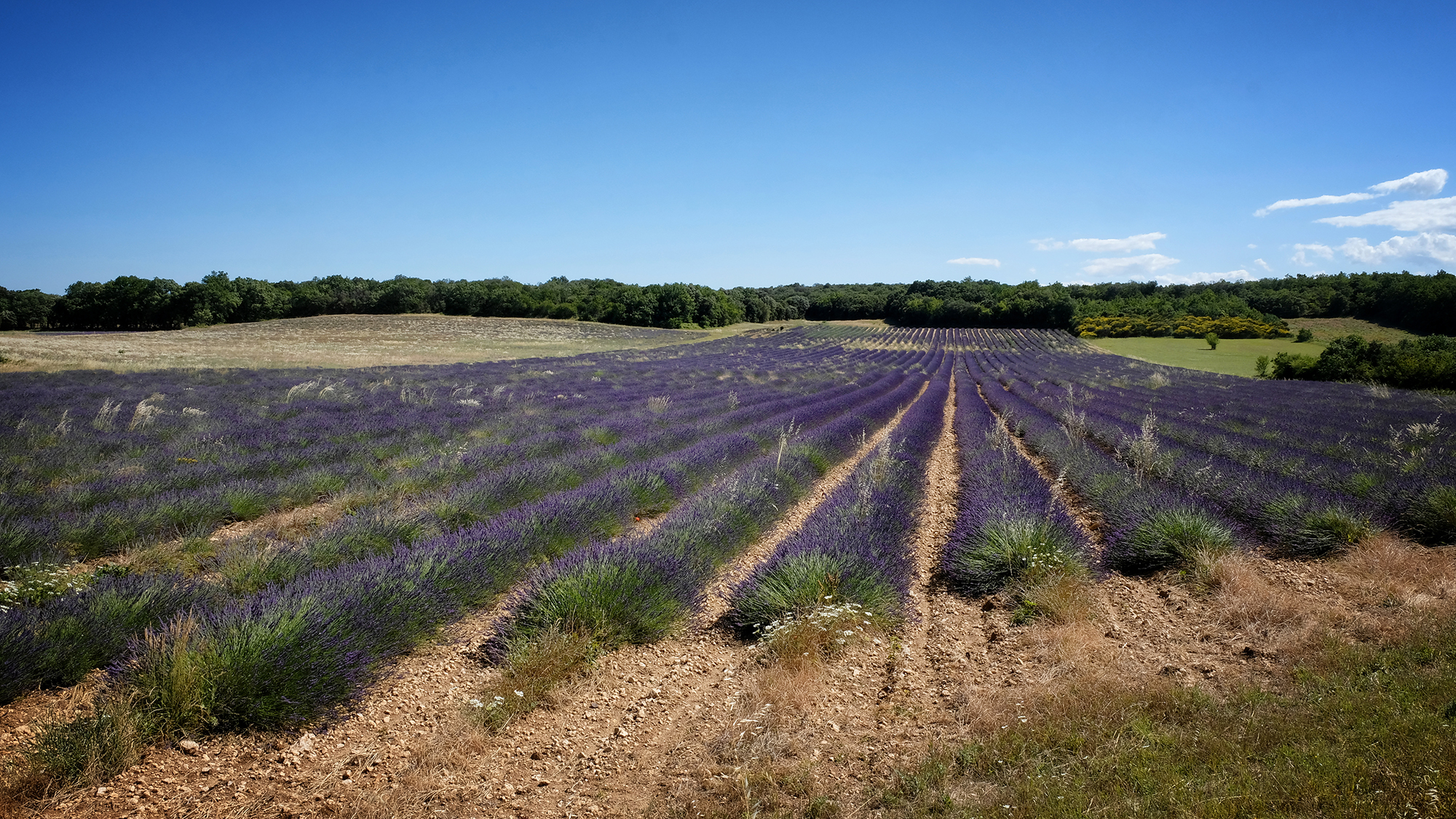 Bandeau-Bastidon-de-Saint-Pere-Drome