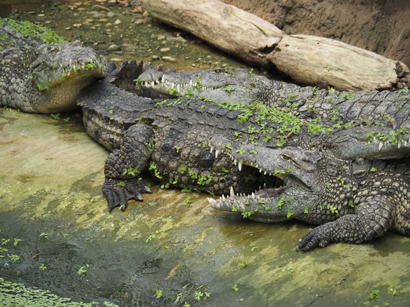 Ferme-aux-crocodiles - activités