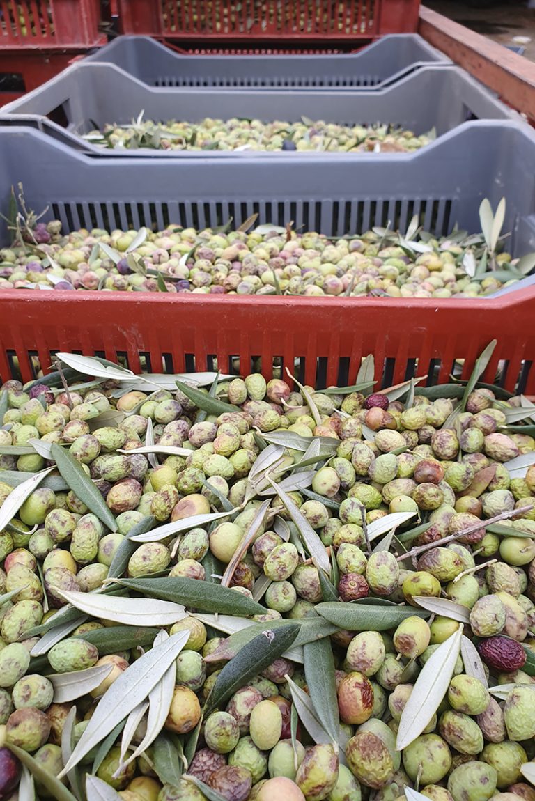 Oliviers-Ferme-Faucon