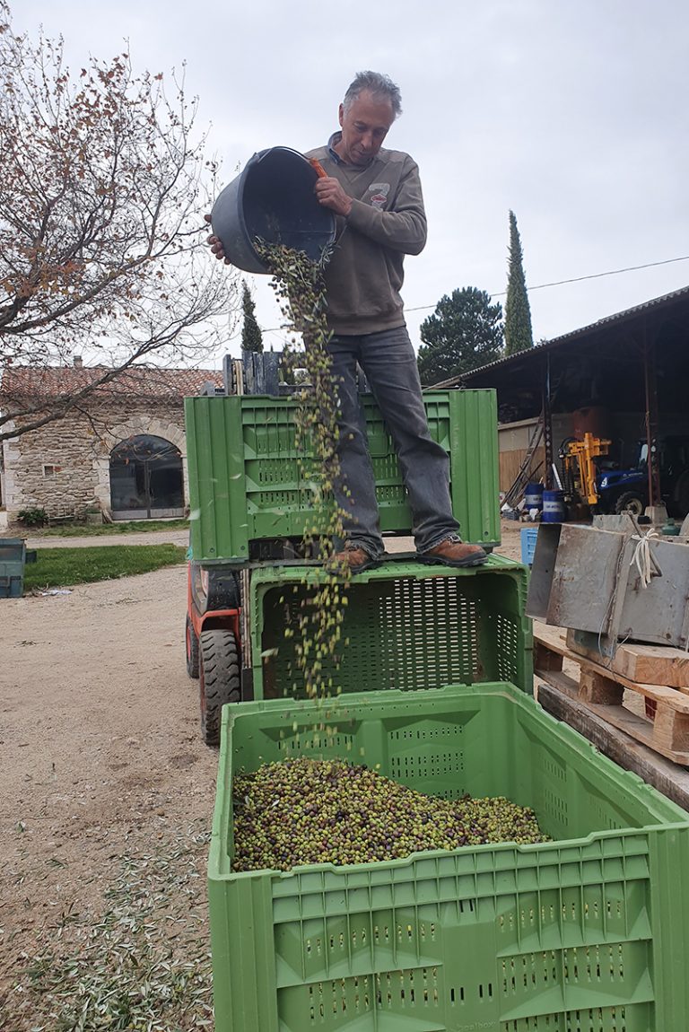 Recolte-d-olivers-Ferme-Faucon