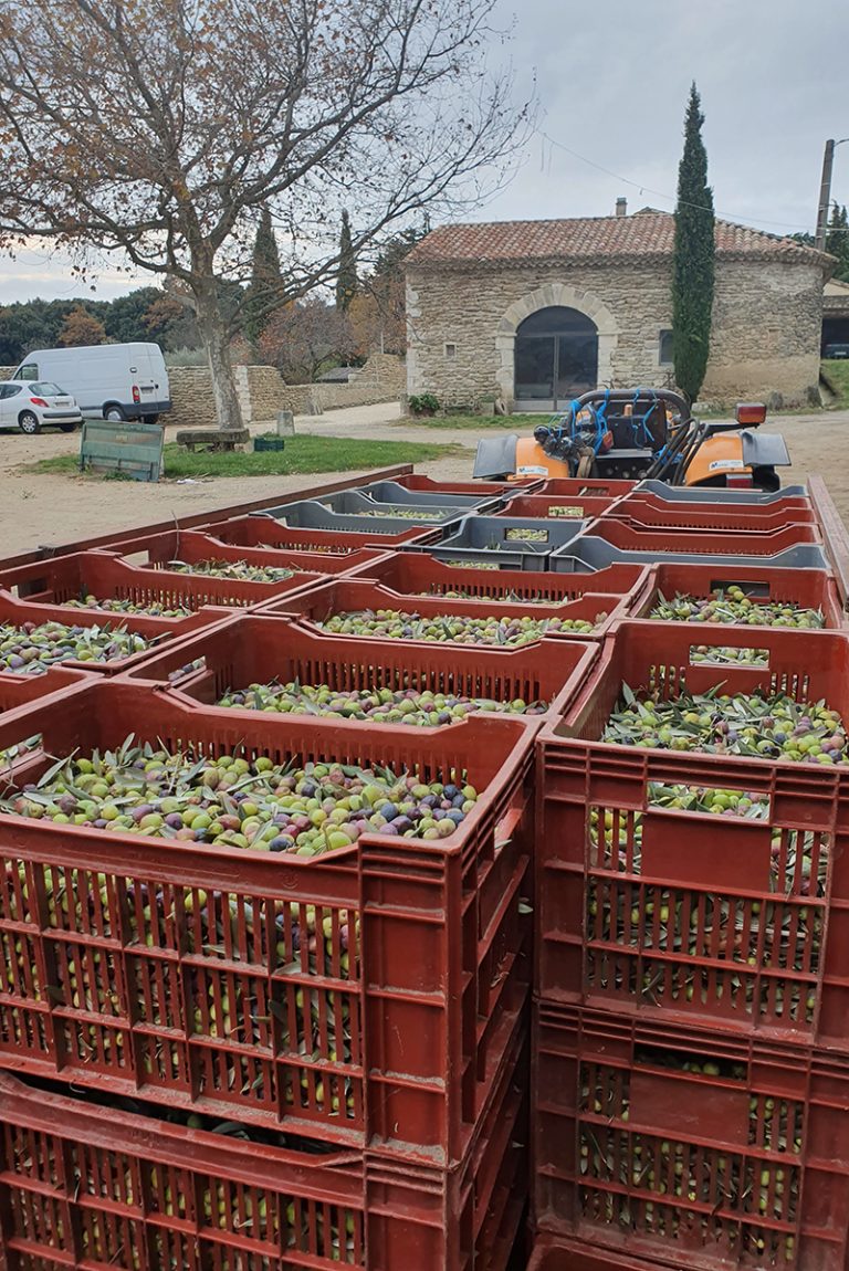 Recolte-d-olivers-Ferme-Faucon-Drome copie