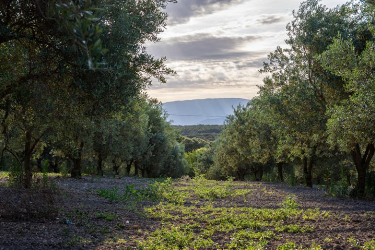 Champs-doliviers-Ferme-Faucon-Grignan