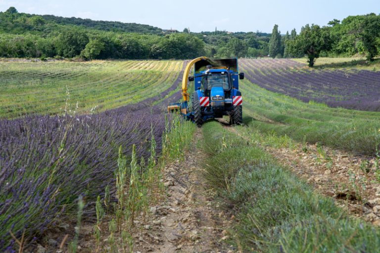 Ferme-Faucon-recolte-lavande