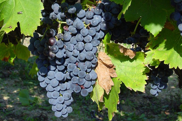 Ferme-de-faucon-Vignes2