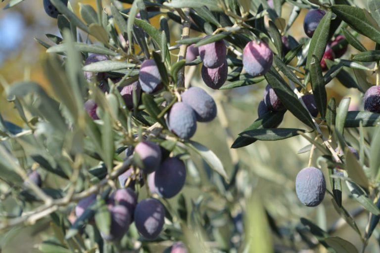 Olives-Ferme-Faucon