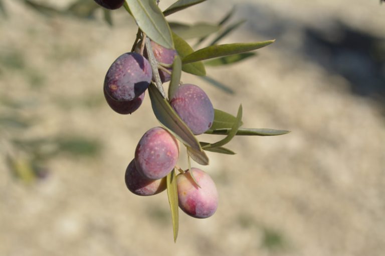 Olives-Ferme-Faucon-Drome-Provencale