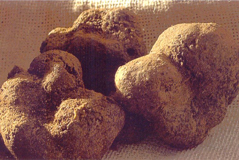 Truffe-Ferme-Faucon-Drome-Provencale2